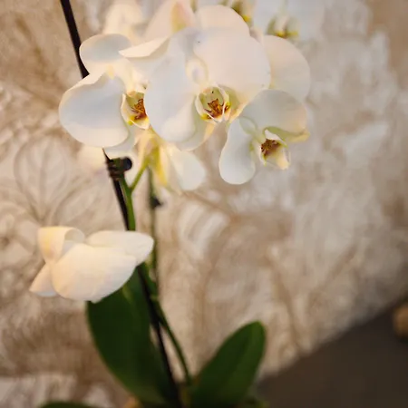 Western De Dieppe 1880 Rouen